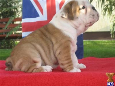 English Bulldog Puppies in FL